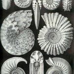 Haeckel_Ammonitida